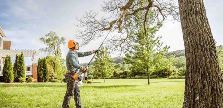 Tree Service Tips: Keeping Your Property Safe in Tinley Park