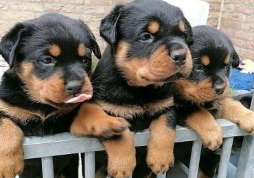 Beautiful Rottweiler puppies for sale