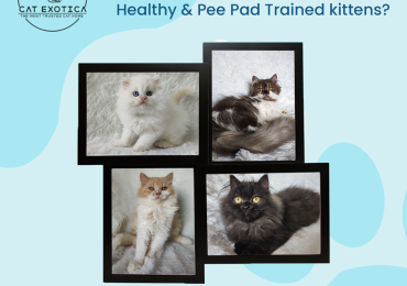 Cat Exotica – Best Cat in Bangalore