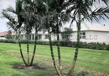 Do you know why most of the people add Alexander palm tree in their landscape?