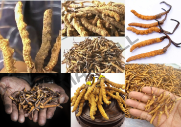 Yarsagumba price per kg in India – maxwellindustries