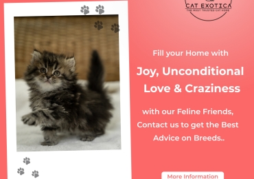 Cat in Bangalore | Kittens for Sale in Bangalore