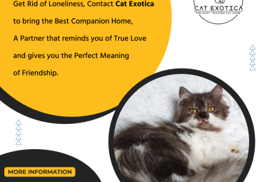 Best Cat in Bangalore | Kittens in Bangalore