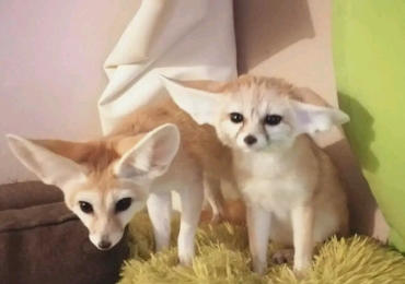 HOME TRAINED FENNEC FOX FOR SALE