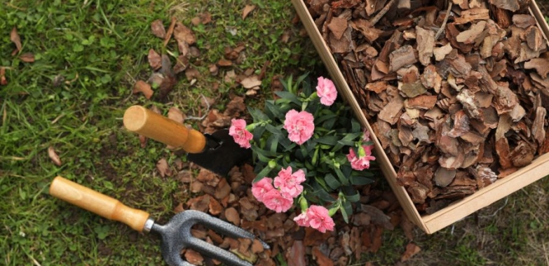 Starting a Garden from Scratch: Basics for New Gardeners