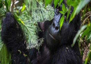 Gorilla Trekking Rwanda