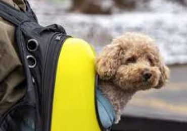 Adorable Toy Poodle Puppies for Sale – Get Your Companion Today!