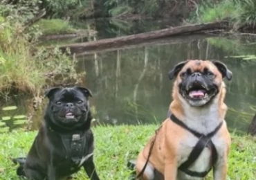 Unwind in Style and Comfort at Pet-Friendly Cottages in Atherton