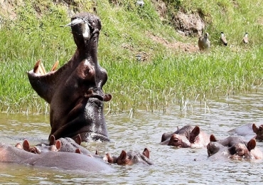 Queen Elizabeth National Park Safari