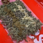 Buy Indica for Ultimate Calm & Sleep