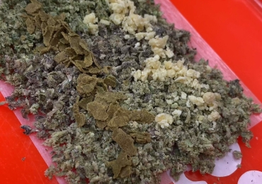 Buy Indica for Ultimate Calm & Sleep