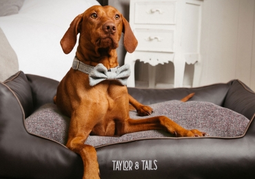Avail extra large luxury dog beds at Taylor & Tails