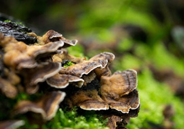 Best healing mushrooms from Ukrainian carpathians