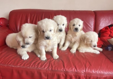 Beautiful Golden retriever puppies for sale