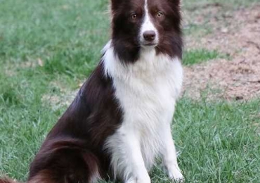 Adopt a best Border Collie Puppies for Sale at Rising Sun Farm