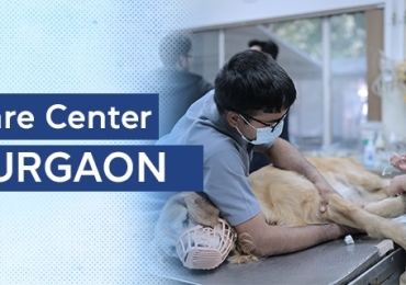 Pet Care Center in Gurgaon | CGS Hospital