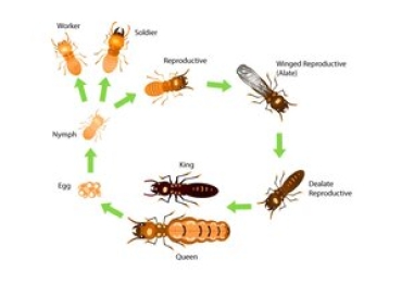 Termite Control Service In Hyderabad