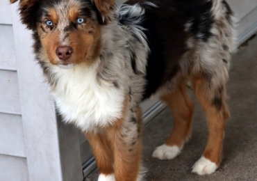 Get one of the best Australian Shepherd Puppies! At Rising Sun Farm