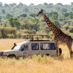 Tanzania Serengeti Safari Tours