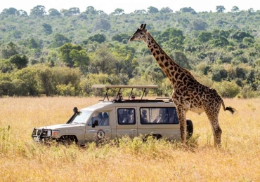 Tanzania Serengeti Safari Tours