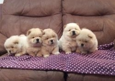 Cute chow chow puppies for sale
