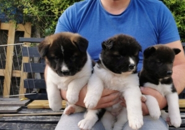 Sweet Akita puppies for sale
